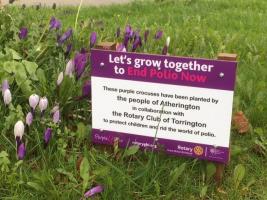Crocus blooming for the 'Purple for Polio' campaign